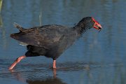 DPPhotography - Mallorca - Western swamphen - I