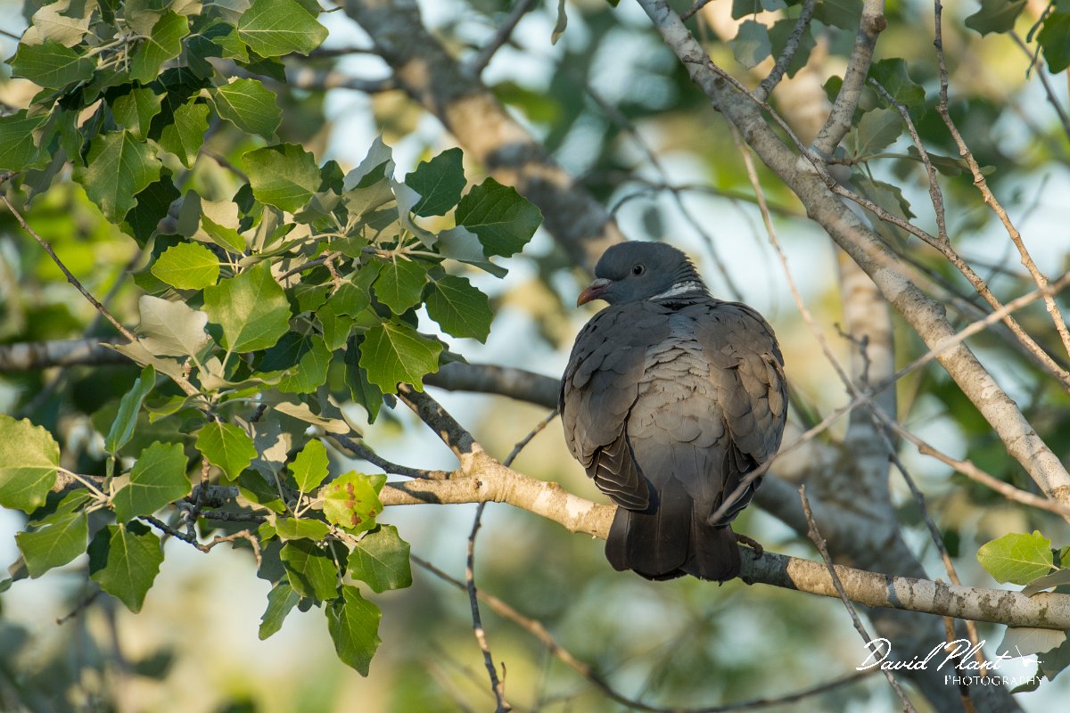 DPPhotography - Mallorca - Wood pigeon - A.jpg - Wood pigeon - s'Albufera, Mallorca