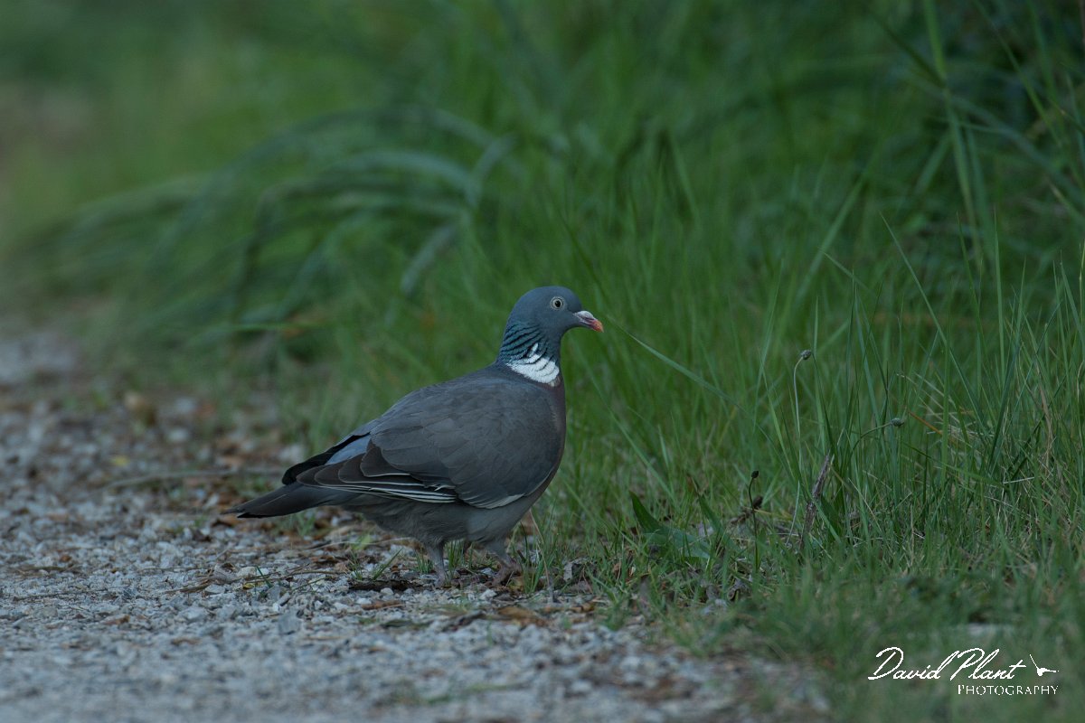 DPPhotography - Mallorca - Wood pigeon - B.jpg - Wood pigeon - s'Albufera, Mallorca