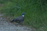 DPPhotography - Mallorca - Wood pigeon - B