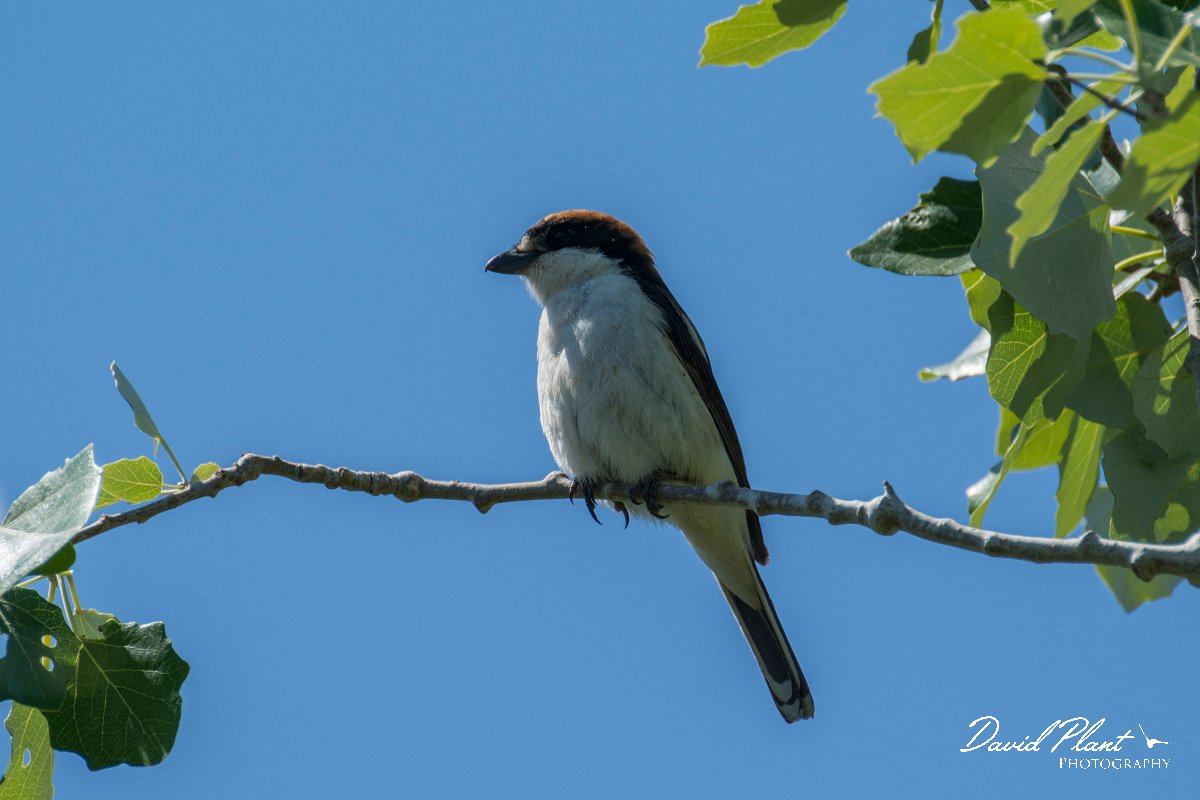 DPPhotography - Mallorca - Woodchat shrike - A.jpg - Woodchat shrike - s'Albufera, Mallorca