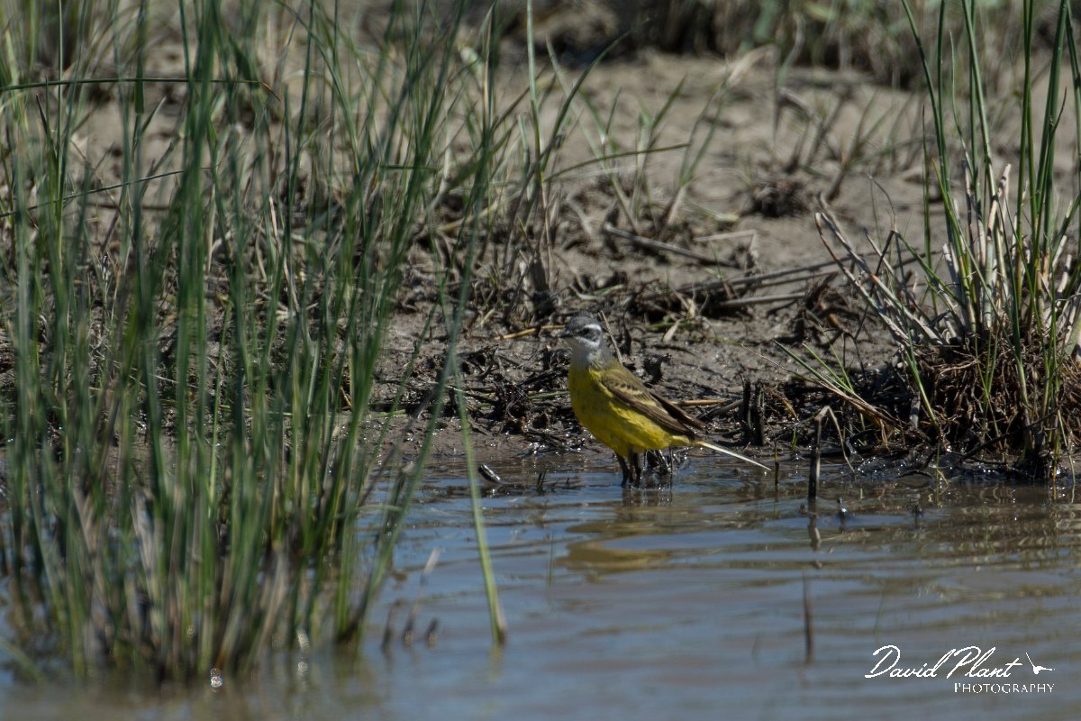 DPPhotography - Mallorca - Yellow wagtail - A.jpg - Yellow wagtail - s'Albufera, Mallorca