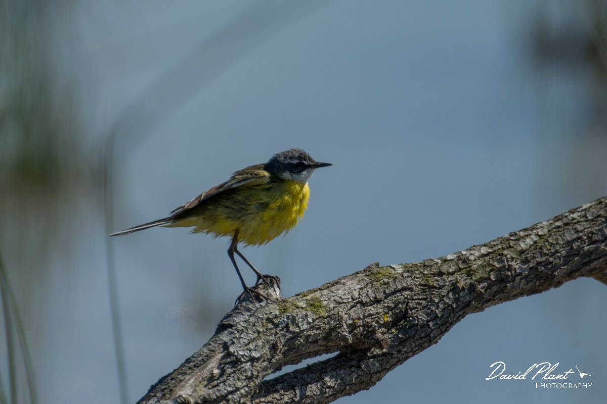 DPPhotography - Mallorca - Yellow wagtail - C.jpg - Yellow wagtail - s'Albufera, Mallorca