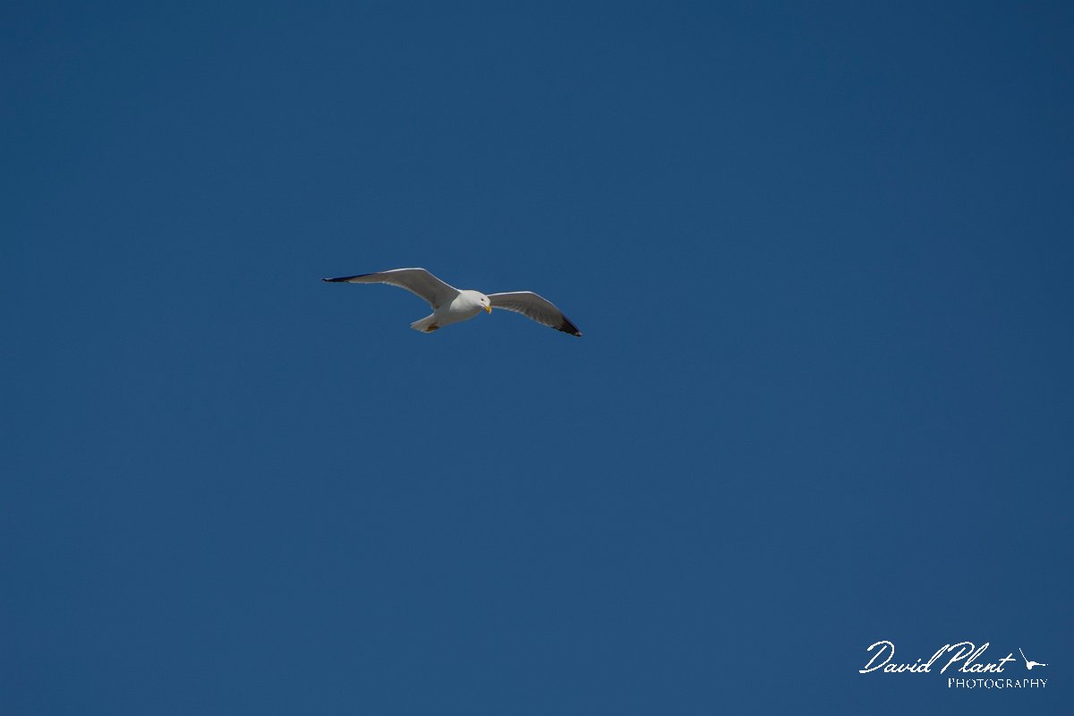 DPPhotography - Mallorca - Yellow-legged gull - A.jpg - Yellow-legged gull - Cabrera, Mallorca