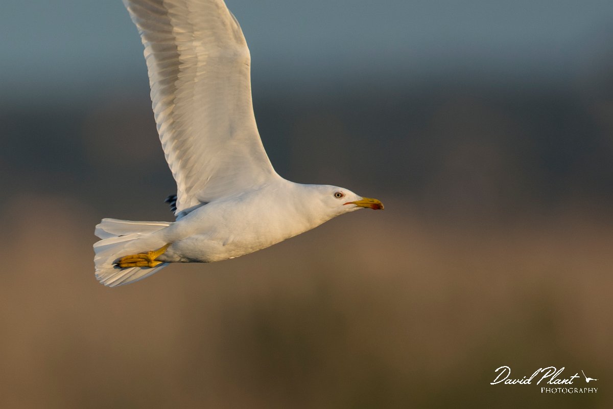 DPPhotography - Mallorca - Yellow-legged gull - B.jpg - Yellow-legged gull - s'Albufera, Mallorca