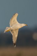 DPPhotography - Mallorca - Yellow-legged gull - C