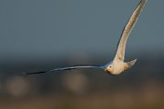 DPPhotography - Mallorca - Yellow-legged gull - E