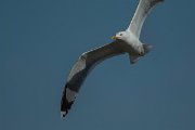 DPPhotography - Mallorca - Yellow-legged gull - F