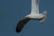 DPPhotography - Mallorca - Yellow-legged gull - G