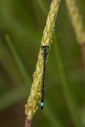 DPPhotography - Mallorca - Blue-tailed damselfly - A