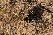 DPPhotography - Mallorca - Gryllus bimaculatus - B