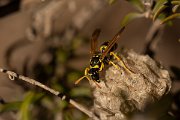 DPPhotography - Mallorca - Polistes dominula - B