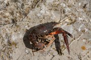 DPPhotography - Mallorca - Procambarus clarkii - A