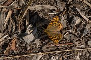 DPPhotography - Mallorca - Speckled wood - B