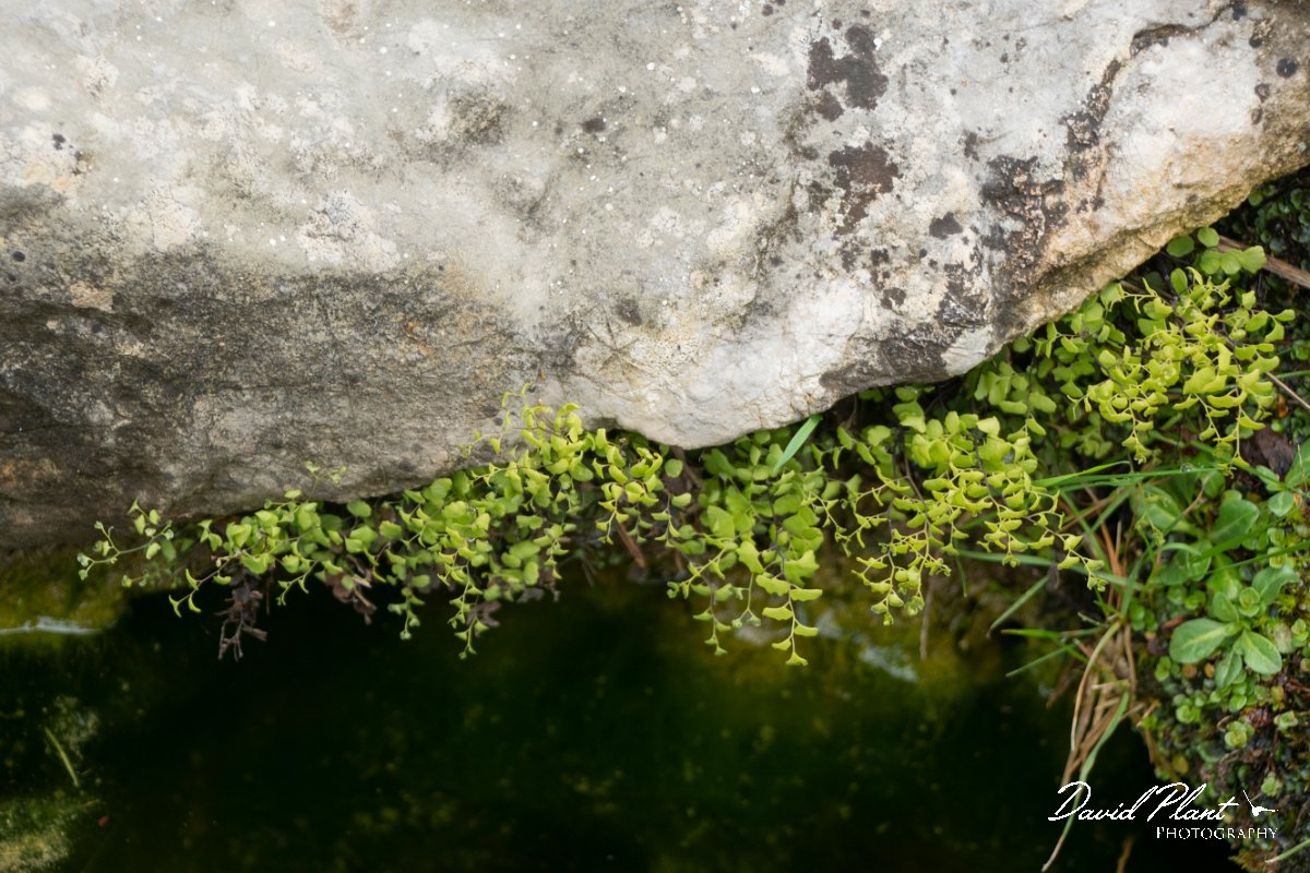 DPPhotography - Mallorca - Adiantum capillus-veneris - A.jpg - Adiantum capillus-veneris - Cuber Reservoir, Mallorca