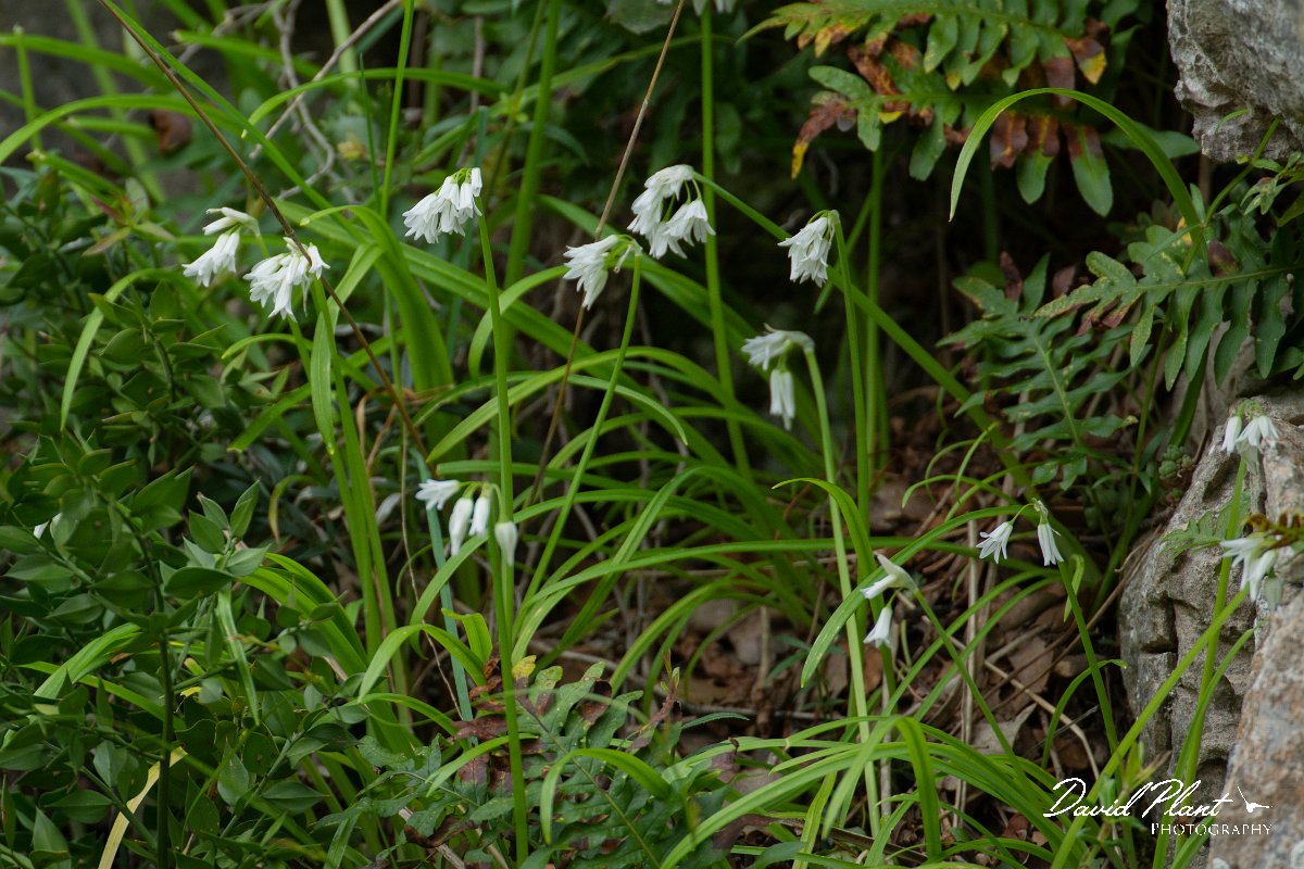 DPPhotography - Mallorca - Allium triquetrum - A.jpg - Allium triquetrum - Cuber Reservoir, Mallorca