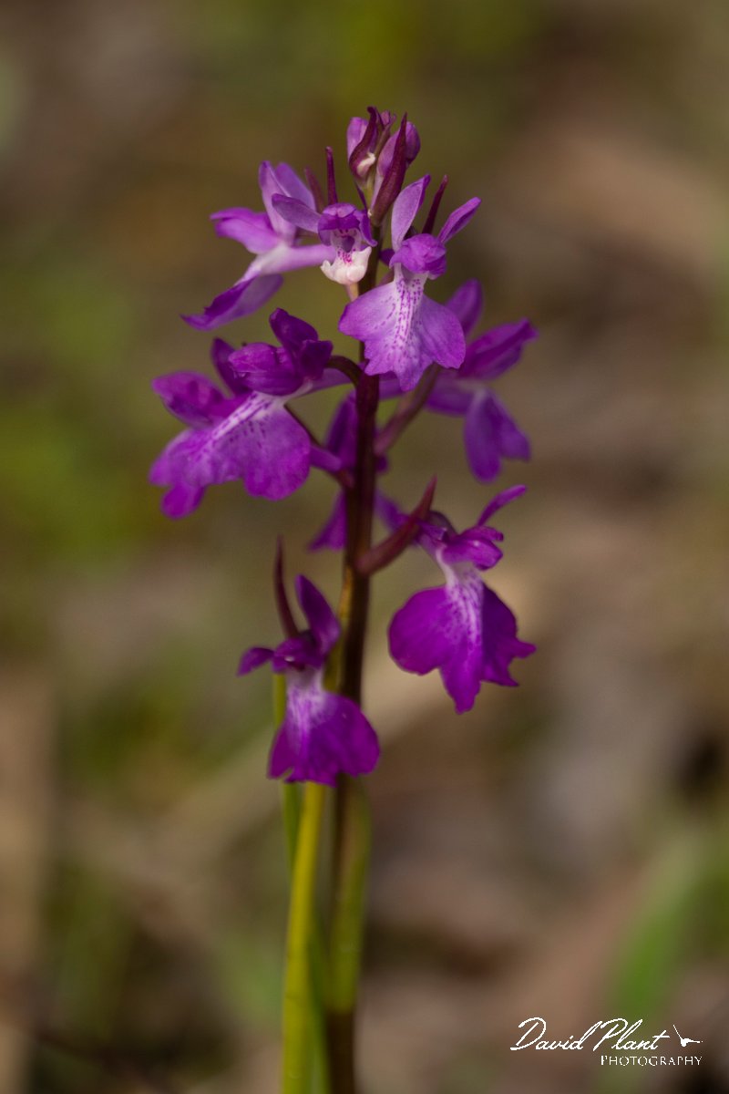 DPPhotography - Mallorca - Anacamptis palustris subsp. robusta - B.jpg - Anacamptis palustris subsp. robusta - s'Albufera, Mallorca