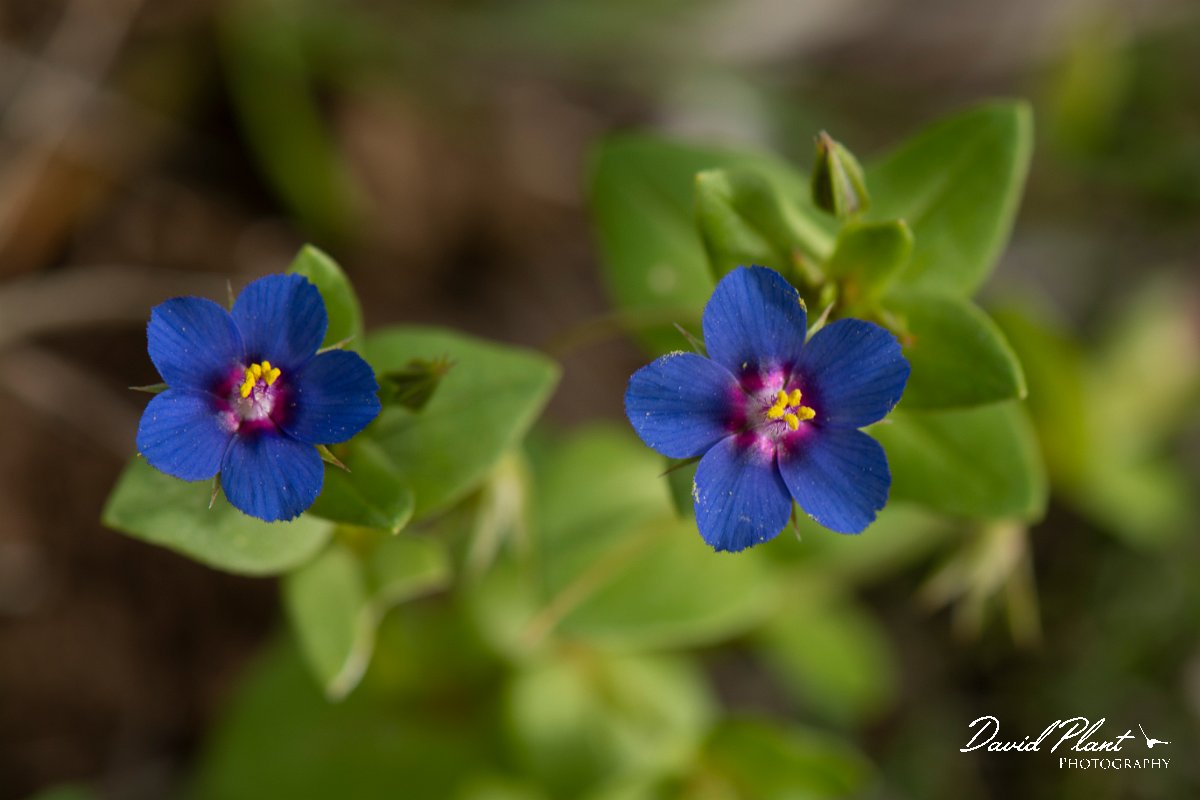 DPPhotography - Mallorca - Anagallis foemina - A.jpg - Anagallis foemina - Betlam coast, Mallorca