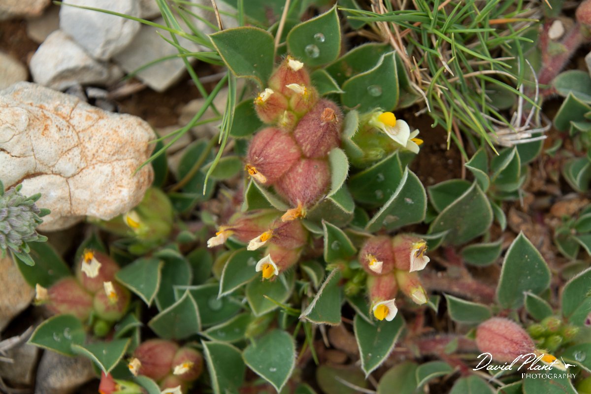 DPPhotography - Mallorca - Anthyllis tetraphylla - C.jpg - Anthyllis tetraphylla - s'Albufera, Mallorca