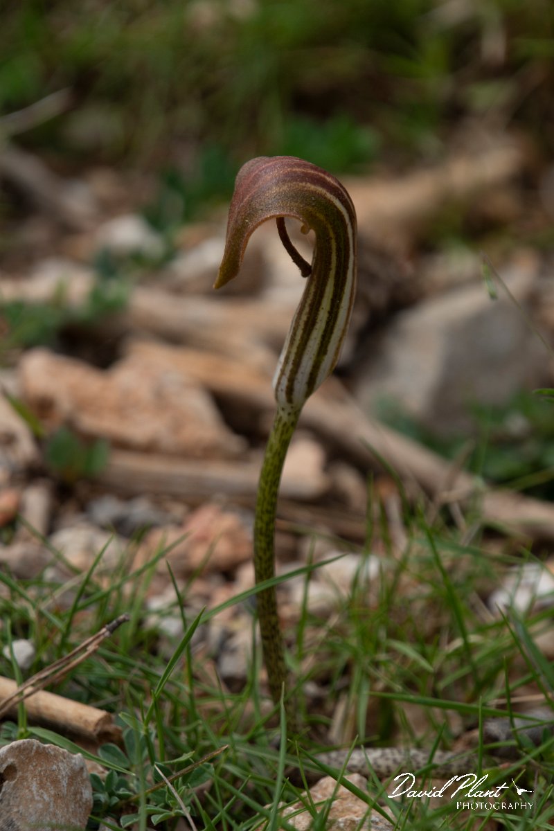 DPPhotography - Mallorca - Arisarum vulgare - A.jpg - Arisarum vulgare - Cala Mondrago, Mallorca