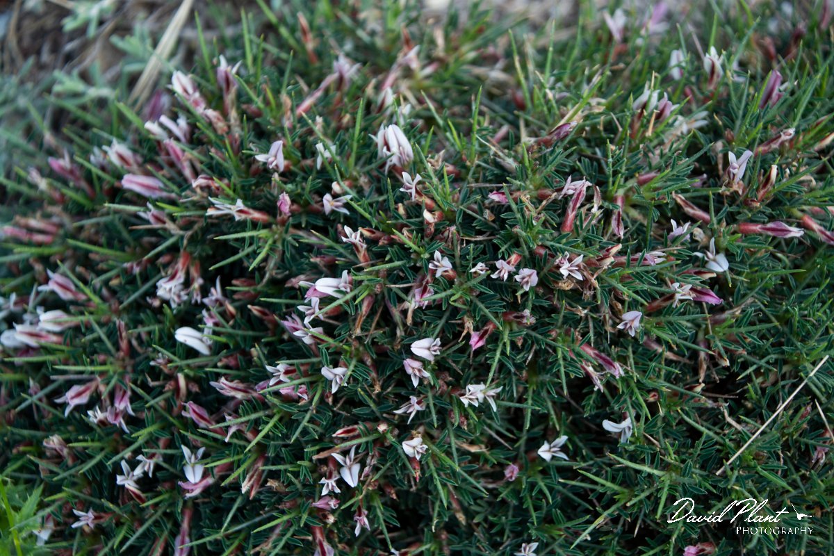 DPPhotography - Mallorca - Astragalus balearicus - A.jpg - Astragalus balearicus - Arta Mountains, Mallorca