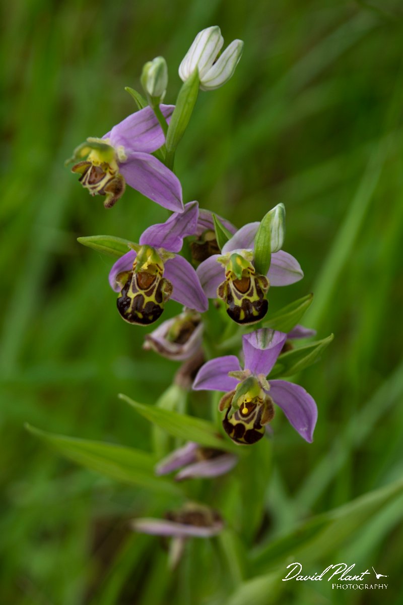 DPPhotography - Mallorca - Bee orchid, Orphys apifera - A.jpg - Bee orchid, Orphys apifera - s'Albufera, Mallorca