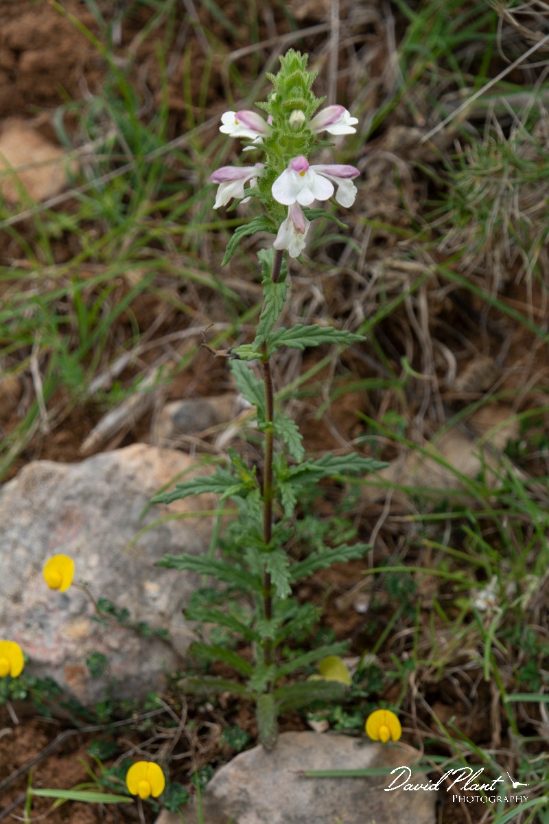 DPPhotography - Mallorca - Bellardia trixago - A.jpg - Bellardia trixago - Betlam coast, Mallorca