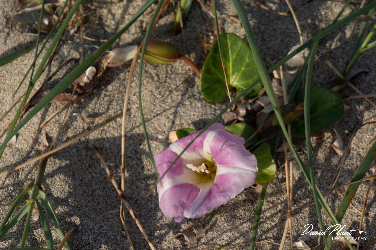 DPPhotography - Mallorca - Calystegia soldanella - B.jpg - Calystegia soldanella - Son Serra de Marina sand dunes, Mallorca