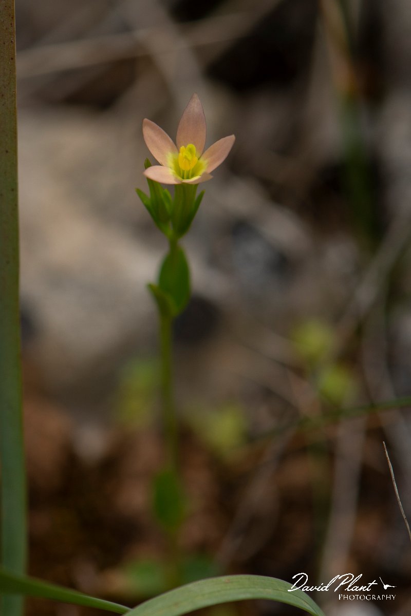 DPPhotography - Mallorca - Centaurium bianoris - A.jpg - Centaurium bianoris - Cap de Cala Figuera, Mallorca