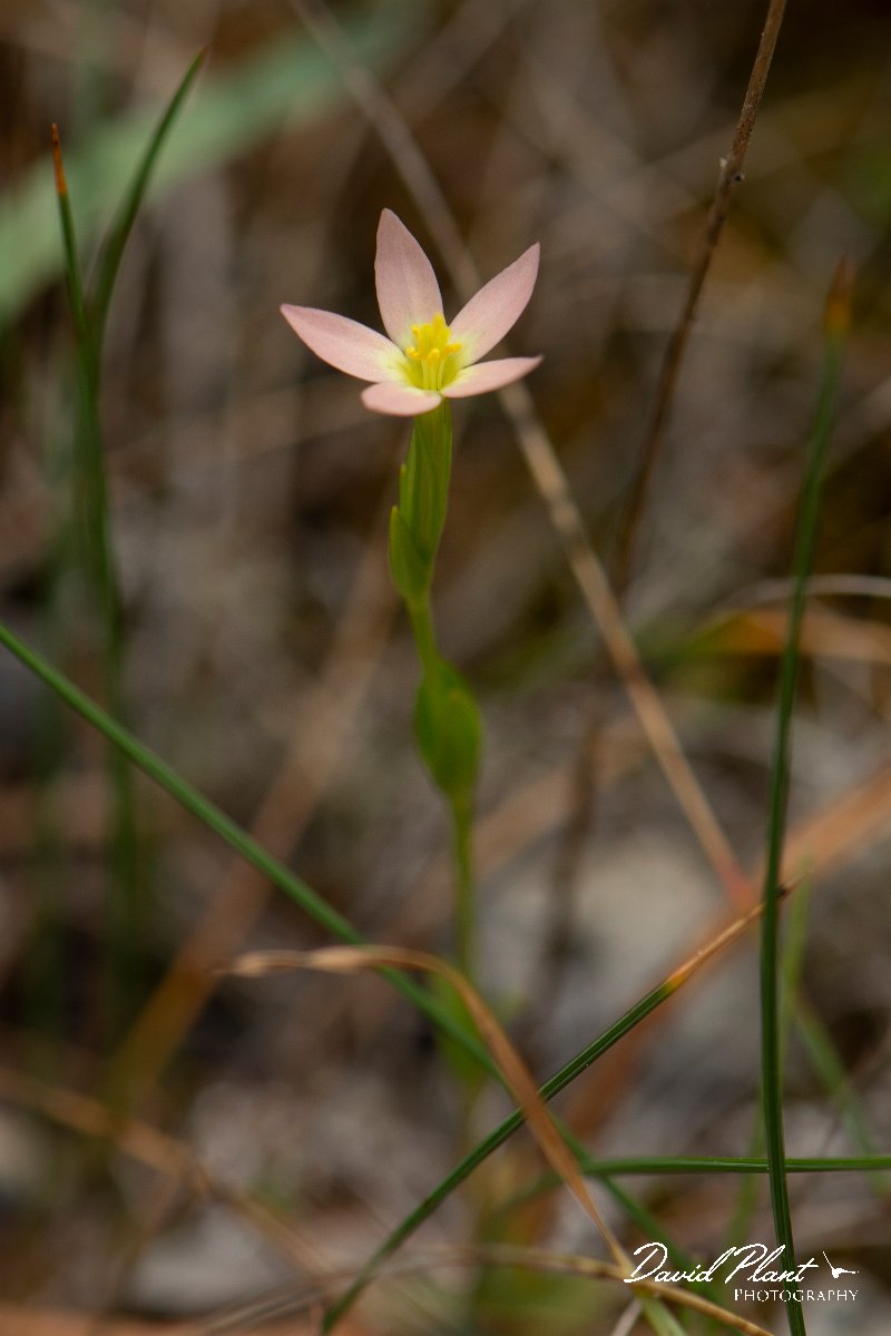 DPPhotography - Mallorca - Centaurium bianoris - B.jpg - Centaurium bianoris - Cap de Cala Figuera, Mallorca