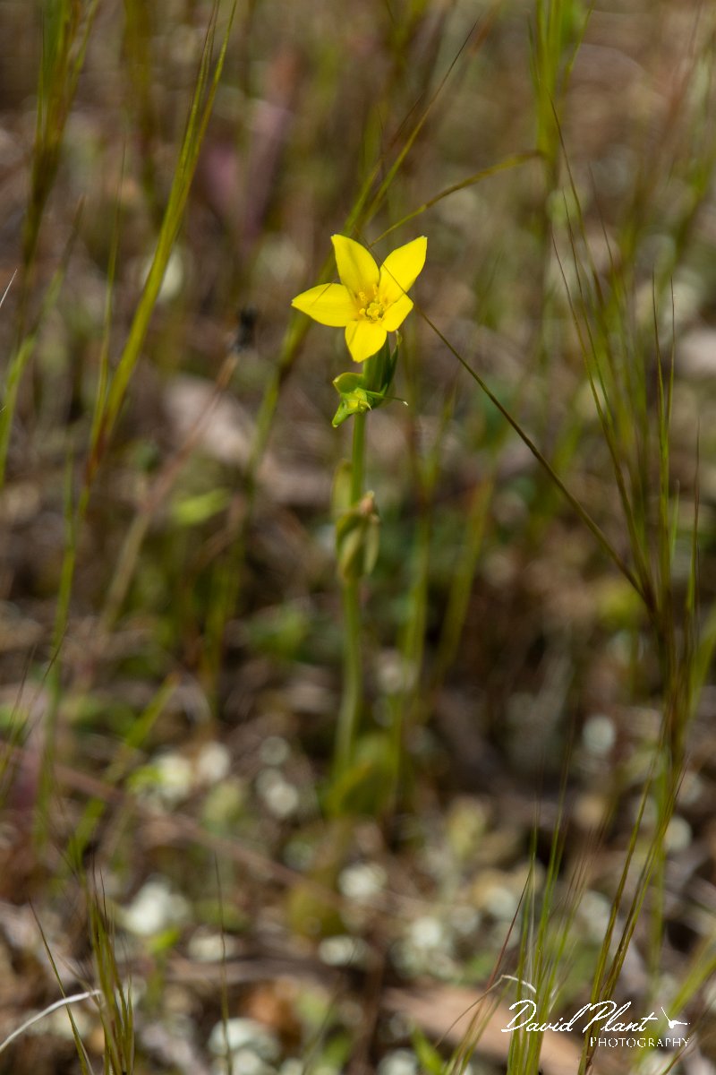 DPPhotography - Mallorca - Centaurium maritimum - A.jpg - Centaurium maritimum - Cap de Cala Figuera, Mallorca