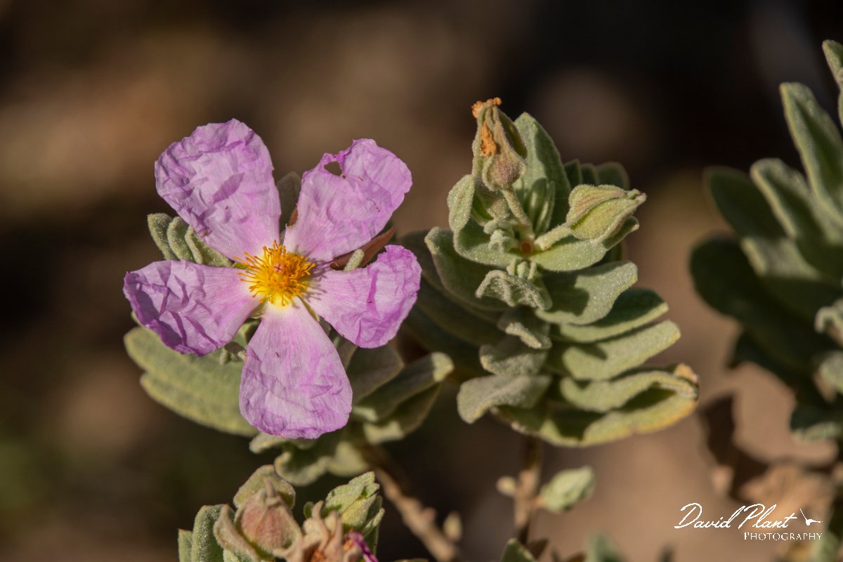 DPPhotography - Mallorca - Cistus albidus - A.jpg - Cistus albidus - Cap de Cala Figuera, Mallorca