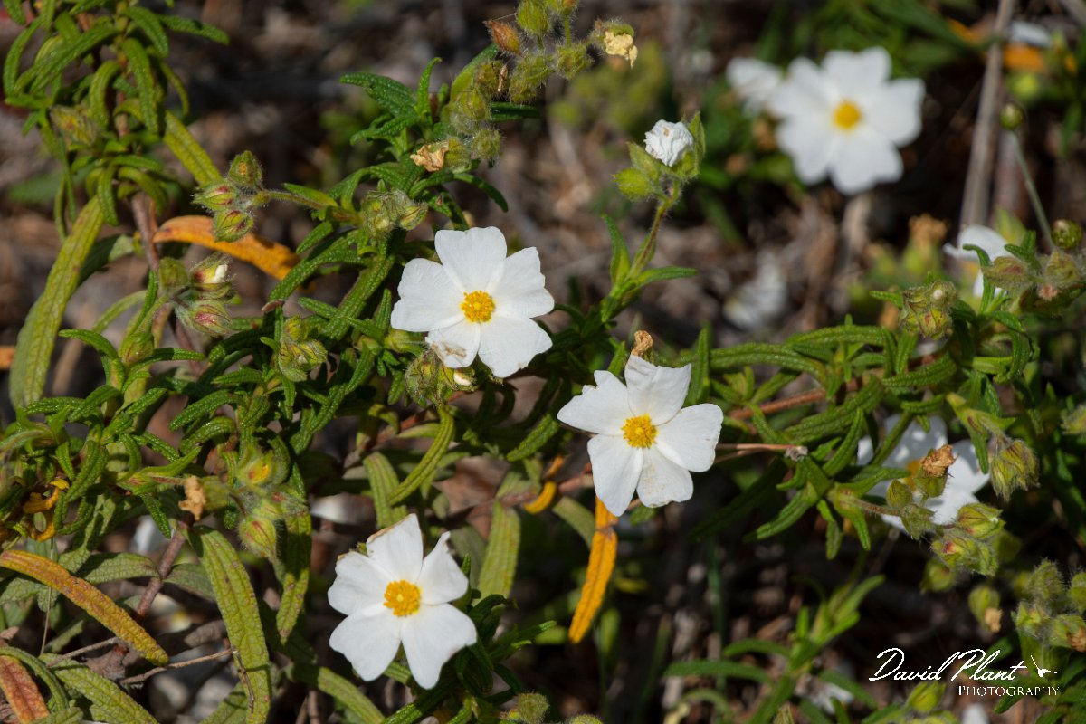DPPhotography - Mallorca - Cistus monspeliensis - B.jpg - Cistus monspeliensis - Betlam coast, Mallorca