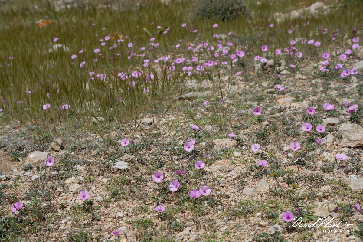 DPPhotography - Mallorca - Convolvulus althaeoides - A.jpg - Convolvulus althaeoides - Cabrera, Mallorca