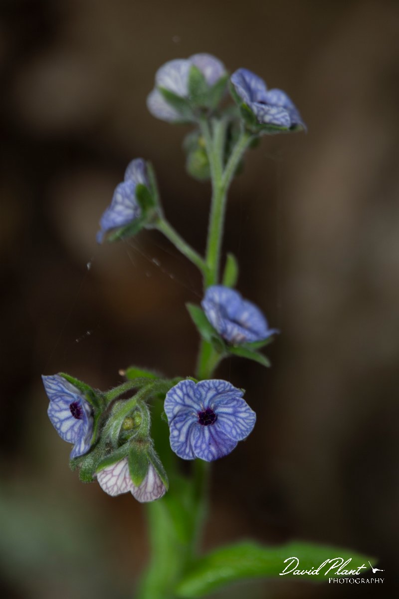 DPPhotography - Mallorca - Cynoglossum creticum - A.jpg - Cynoglossum creticum - s'Albufera, Mallorca