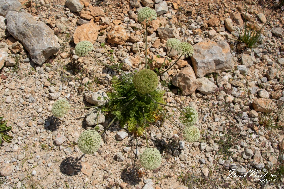 DPPhotography - Mallorca - Daucus carota majoricus - B.jpg - Daucus carota majoricus - Cabrera, Mallorca