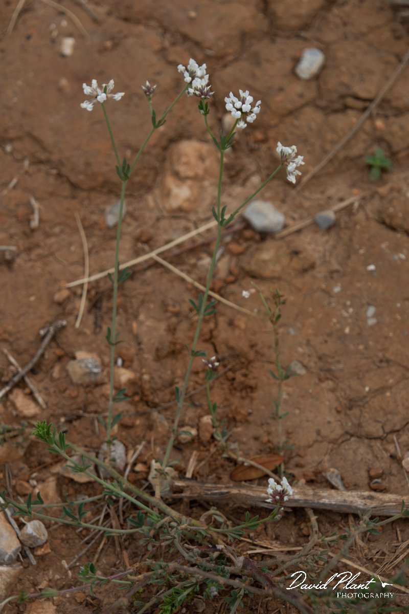 DPPhotography - Mallorca - Dorycnium pentaphyllum - A.jpg - Dorycnium pentaphyllum - Betlam coast, Mallorca