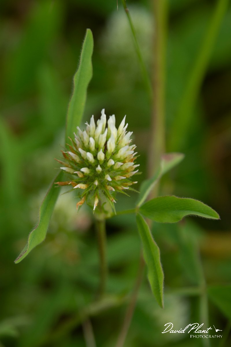 DPPhotography - Mallorca - Egyptian clover, Trifolium alexandrinum - B.jpg - Egyptian clover, Trifolium alexandrinum - Pollenca back lanes, Mallorca