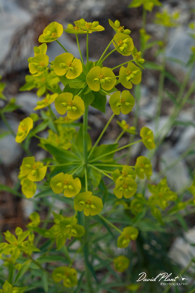 DPPhotography - Mallorca - Euphorbia biumbellata - A.jpg - Euphorbia biumbellata - Arta Mountains, Mallorca