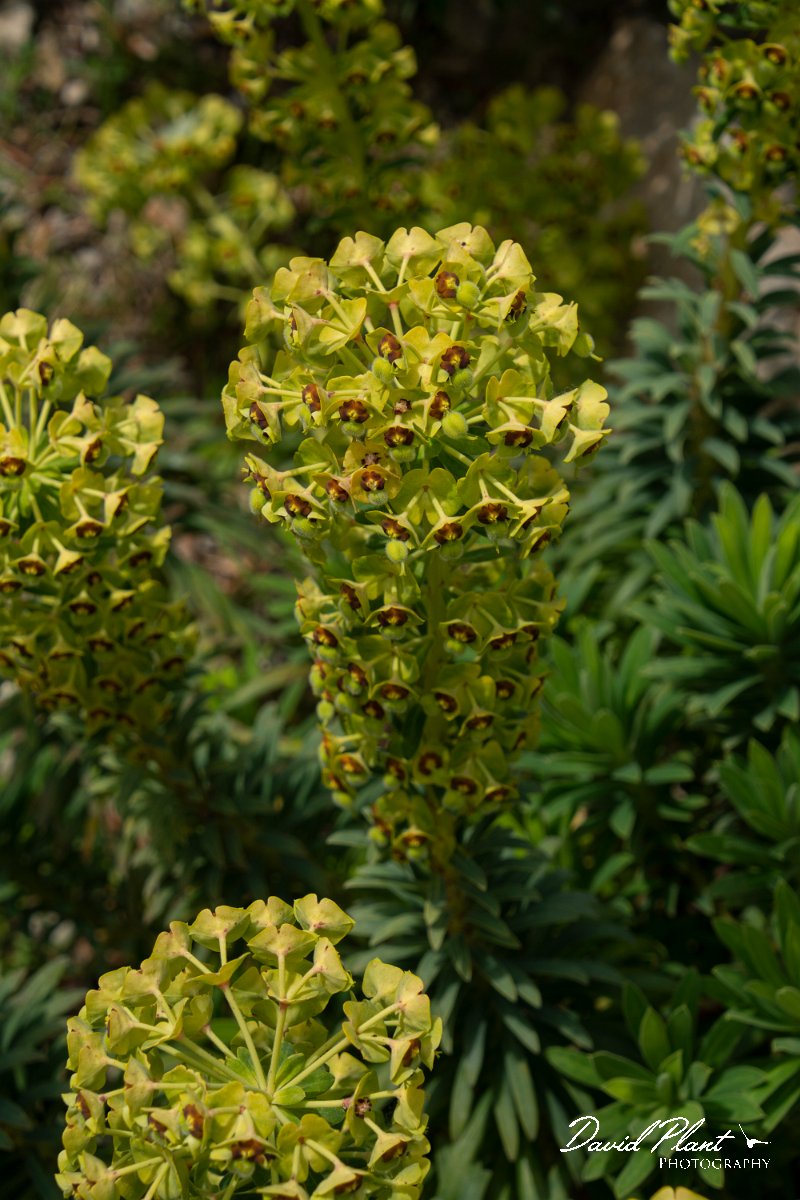 DPPhotography - Mallorca - Euphorbia characias - B.jpg - Euphorbia characias - Cuber Reservoir, Mallorca