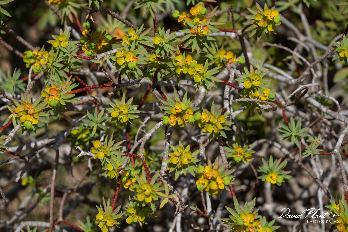DPPhotography - Mallorca - Euphorbia dendroides - A.jpg - Euphorbia dendroides - Cabrera, Mallorca