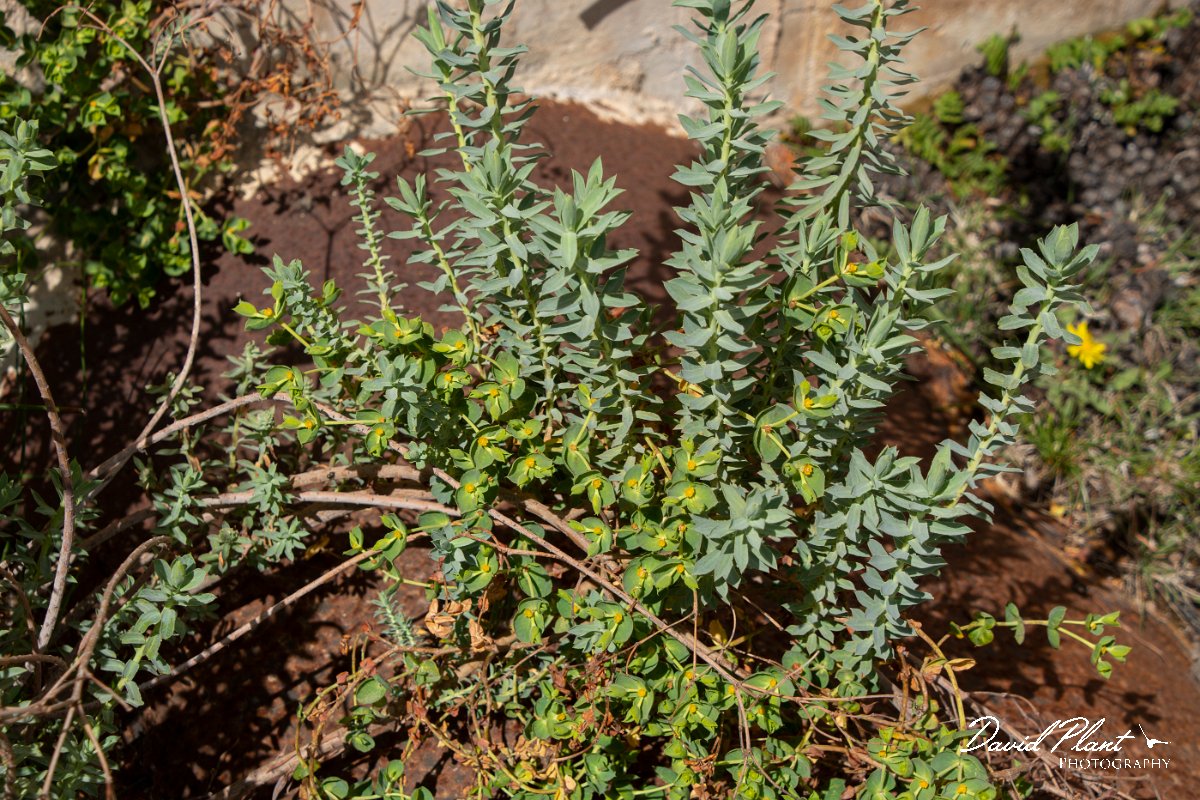 DPPhotography - Mallorca - Euphorbia pithyusa - A.jpg - Euphorbia pithyusa - Cuber Reservoir, Mallorca