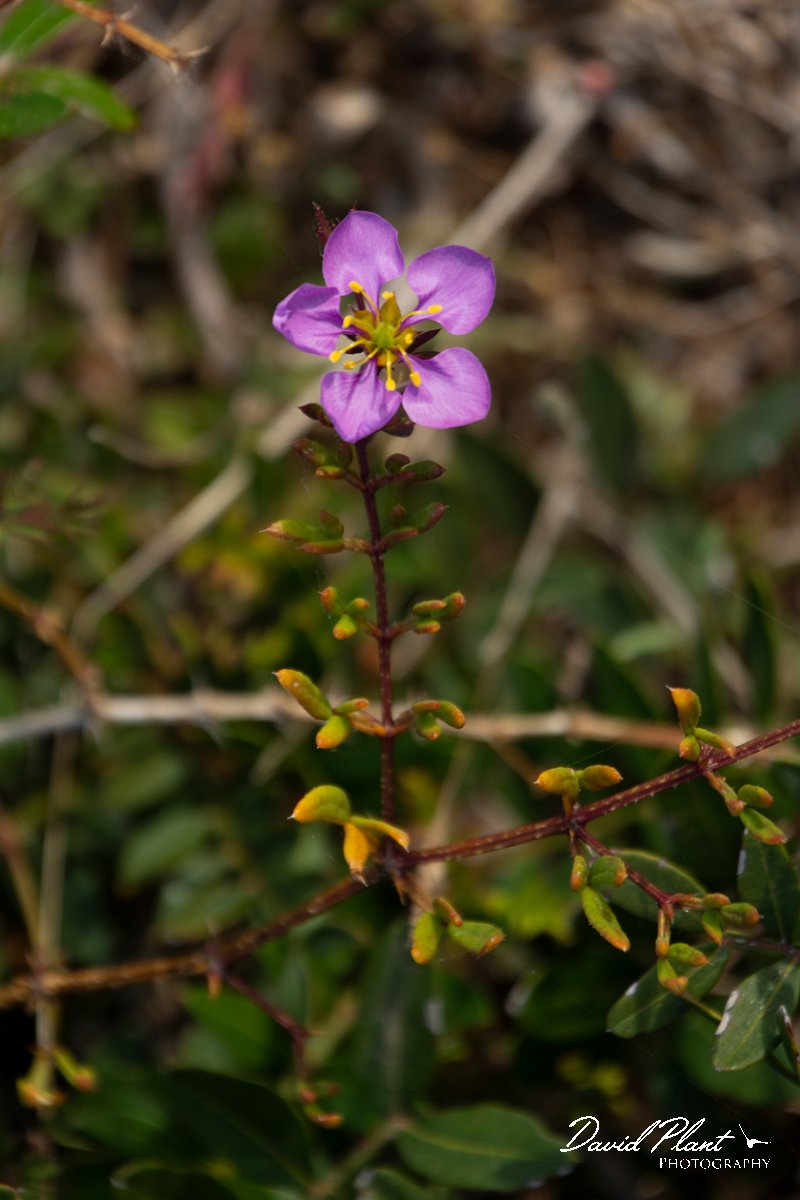 DPPhotography - Mallorca - Fagonia cretica - A.jpg - Fagonia cretica - Cap Blanc, Mallorca