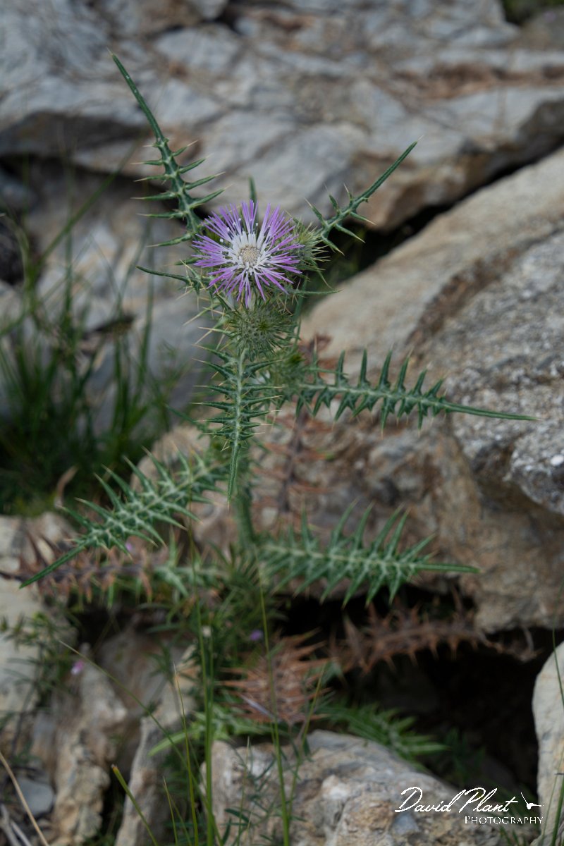 DPPhotography - Mallorca - Galactites tomentosa - A.jpg - Galactites tomentosa - Arta Mountains, Mallorca