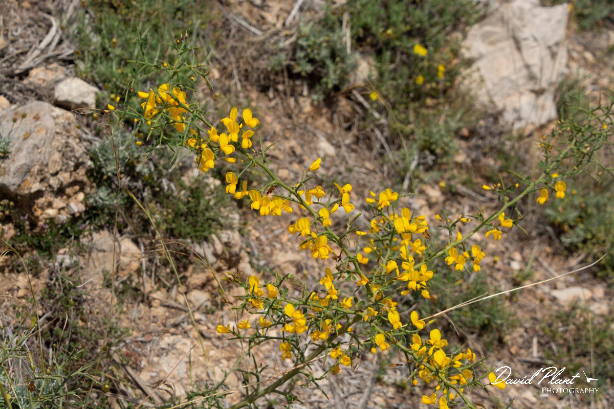 DPPhotography - Mallorca - Genista lucida - A.jpg - Genista lucida - Betlam coast, Mallorca