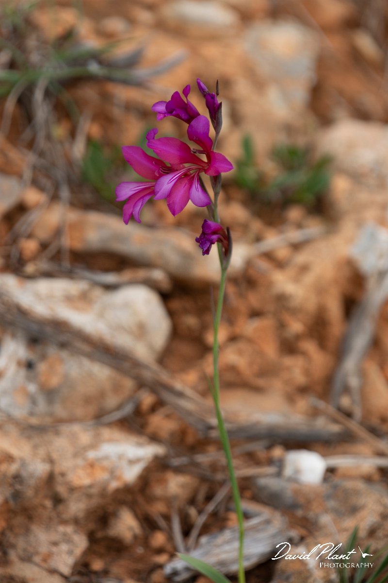 DPPhotography - Mallorca - Gladiolus illyricus - A.jpg - Gladiolus illyricus - Betlam coast, Mallorca