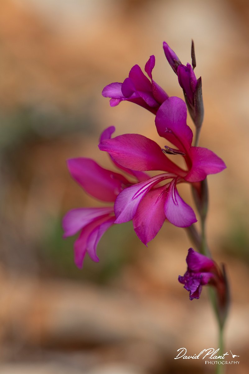 DPPhotography - Mallorca - Gladiolus illyricus - B.jpg - Gladiolus illyricus - Betlam coast, Mallorca