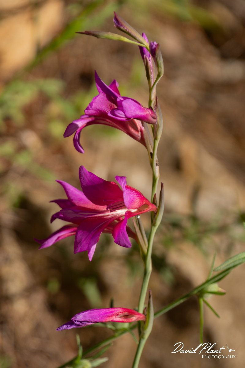 DPPhotography - Mallorca - Gladiolus italica - B.jpg - Gladiolus italica - Sa Dragonera, Mallorca