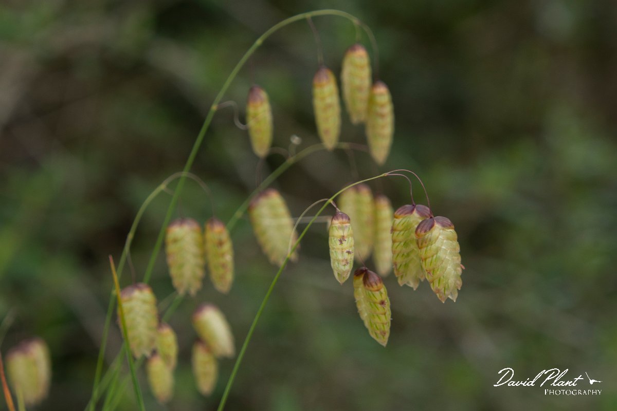 DPPhotography - Mallorca - Greater quaking-grass, Briza maxima - A.jpg - Greater quaking-grass, Briza maxima - Cala Mondrago, Mallorca