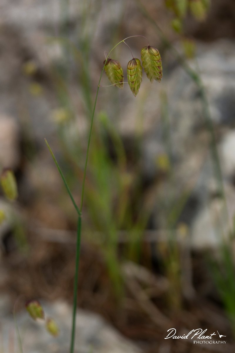DPPhotography - Mallorca - Greater quaking-grass, Briza maxima - B.jpg - Greater quaking-grass, Briza maxima - Cala Mondrago, Mallorca